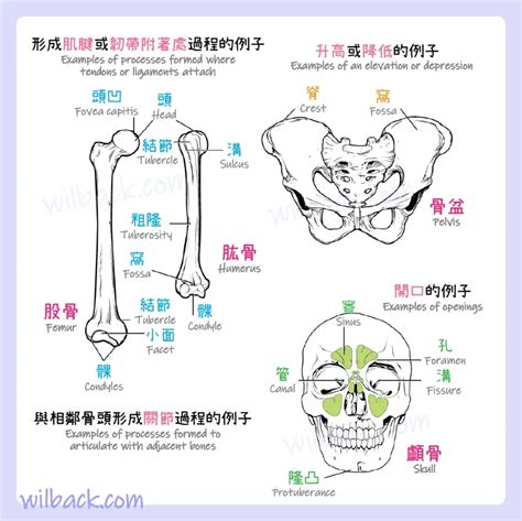 動物骨頭|骨的結構｜第6章 骨組織和骨骼系統 6.3《解剖學與生 